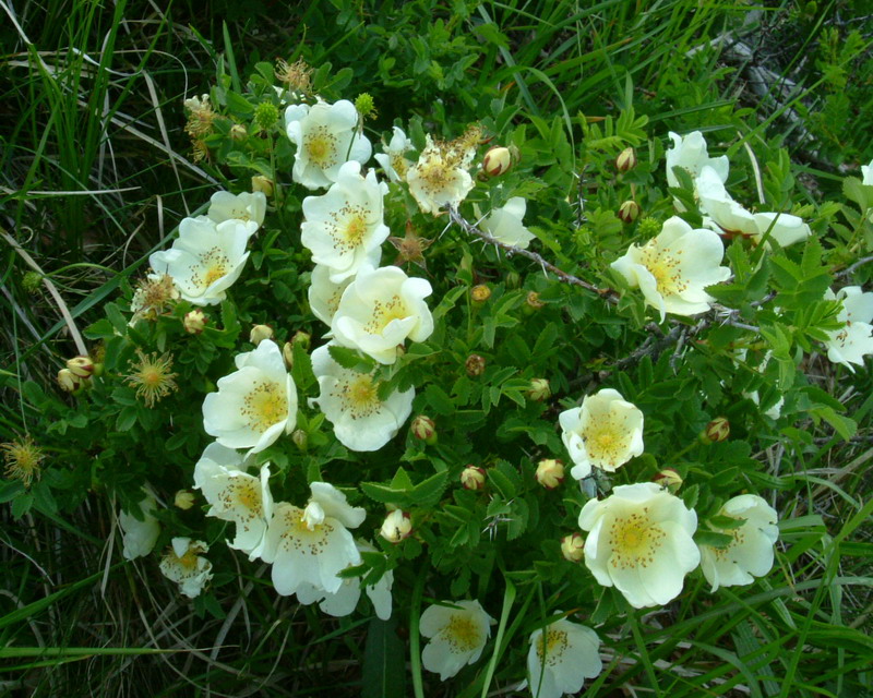 Rosa spinosissima / Rosa di macchia